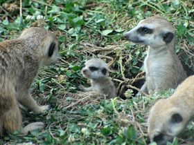 Смотреть фото Сурикаты Фото Сурикаты