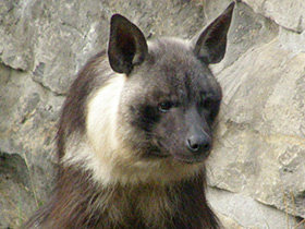 Фото Бурая гиена