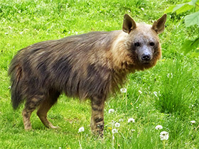 Фото Бурая гиена