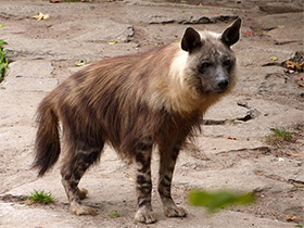 Фото Бурая гиена
