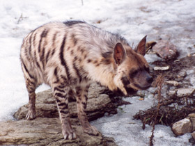 Смотреть фото Полосатая гиена Фото Полосатая гиена