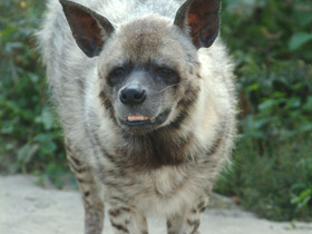 Смотреть фото Полосатая гиена Фото Полосатая гиена