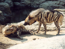 Смотреть фото Полосатая гиена Фото Полосатая гиена