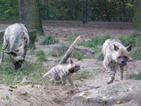 Смотреть фото Полосатая гиена Фото Полосатая гиена