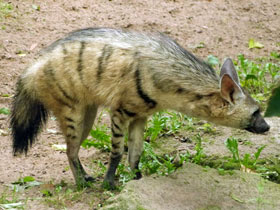 Смотреть фото Земляной волк Фото Земляной волк