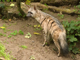 Смотреть фото Земляной волк Фото Земляной волк