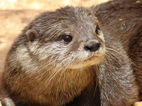 Азиатская бескоготная выдра Азиатская бескоготная выдра