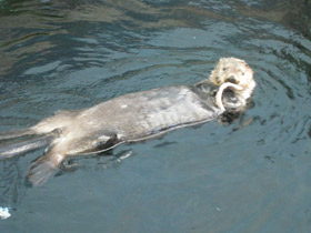 Смотреть фото Вилка дятлового вьюрка и наковальня калана Фото Вилка дятлового вьюрка и наковальня калана