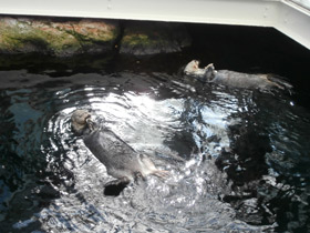 Смотреть фото Калан Фото Калан