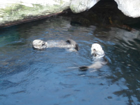 Смотреть фото Калан Фото Калан