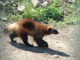 Фото Росомаха