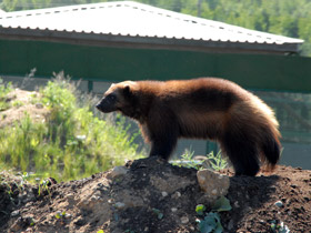 Фото Росомаха