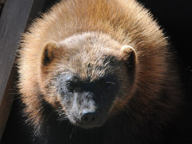 Фото Росомаха