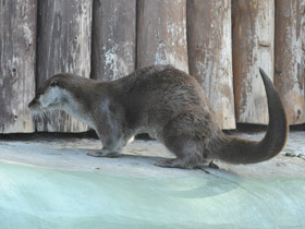 Смотреть фото Обыкновенная выдра Фото Обыкновенная выдра