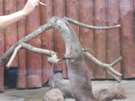 Смотреть фото Обыкновенная выдра Фото Обыкновенная выдра