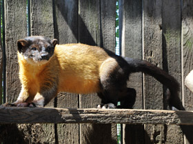 Смотреть фото Харза Фото Харза