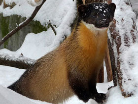 Смотреть фото Харза Фото Харза