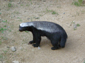 Смотреть фото Медоед Фото Медоед