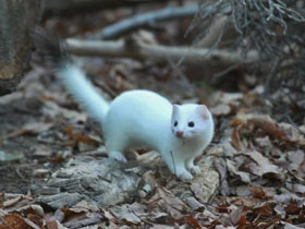 Фото Горностай