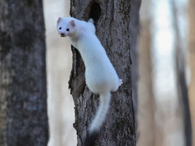 Фото Горностай