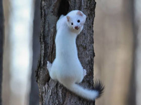 Фото Горностай