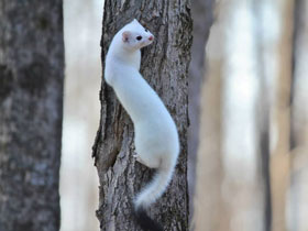 Фото Горностай