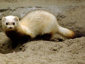 Смотреть фото Степной хорек Фото Степной хорек