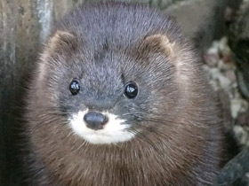 Смотреть фото Европейская норка Фото Европейская норка