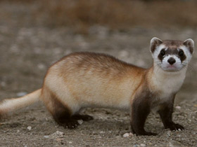 Фото Черноногий хорёк