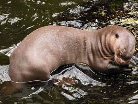 Смотреть фото Гигантская выдра Фото Гигантская выдра