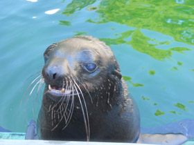 Фото Северный морской котик