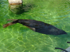 Фото Северный морской котик