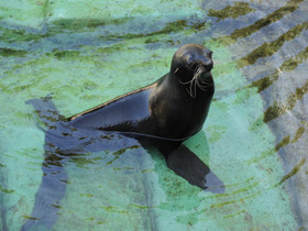 Фото Северный морской котик