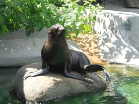 Фото Рассказ о морском котике