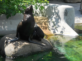 Фото Северный морской котик