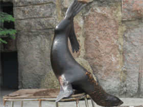 Фото Северный морской котик