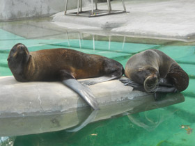 Фото Северный морской котик