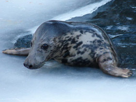 Смотреть фото Серый тюлень Фото Серый тюлень