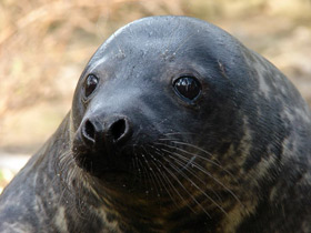 Смотреть фото Серый тюлень Фото Серый тюлень