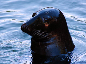 Смотреть фото Серый тюлень Фото Серый тюлень