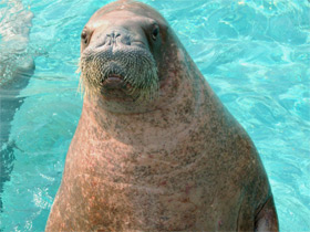 Смотреть фото Самые массивные животные на планете Фото Самые массивные животные на планете