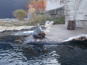 Фото Южный морской лев