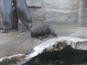 Фото Южный морской лев