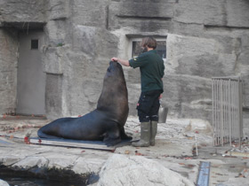Фото Южный морской лев