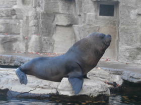 Фото Южный морской лев