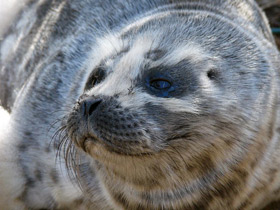Фото Кольчатая нерпа