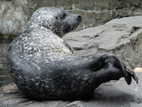 Фото Морские львы и отолиты