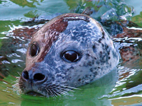 Смотреть фото Обыкновенный тюлень Фото Обыкновенный тюлень