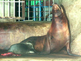 Смотреть фото Калифорнийский морской лев Фото Калифорнийский морской лев