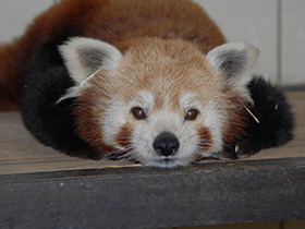 Смотреть фото Самые необычные и удивительные животные Фото Самые необычные и удивительные животные